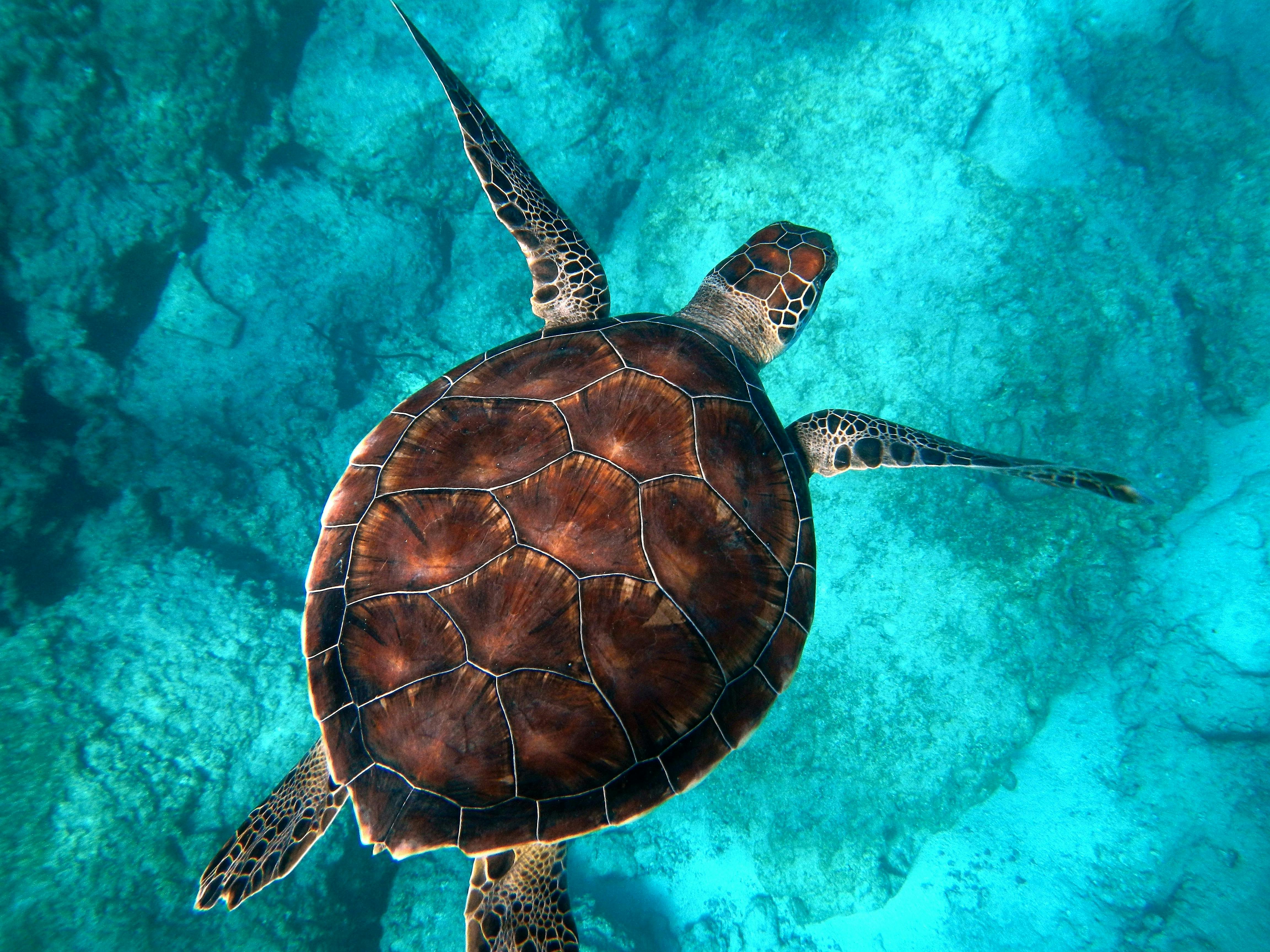 Ocean_Climate_Gap_Turtle