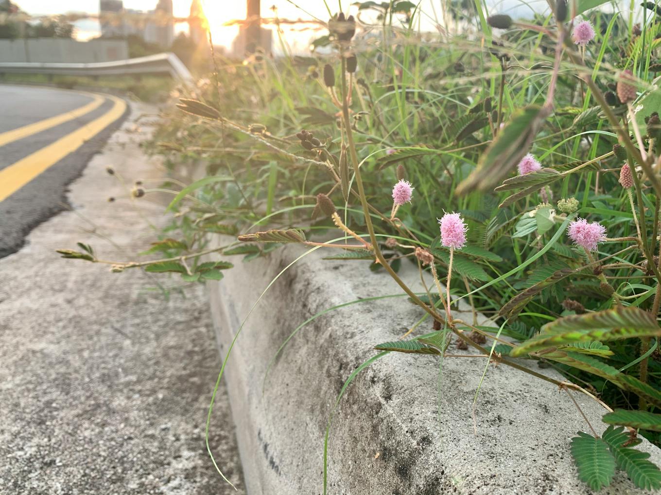 Roadside pink wildflowers. Image: Robin Hicks/Eco-Business