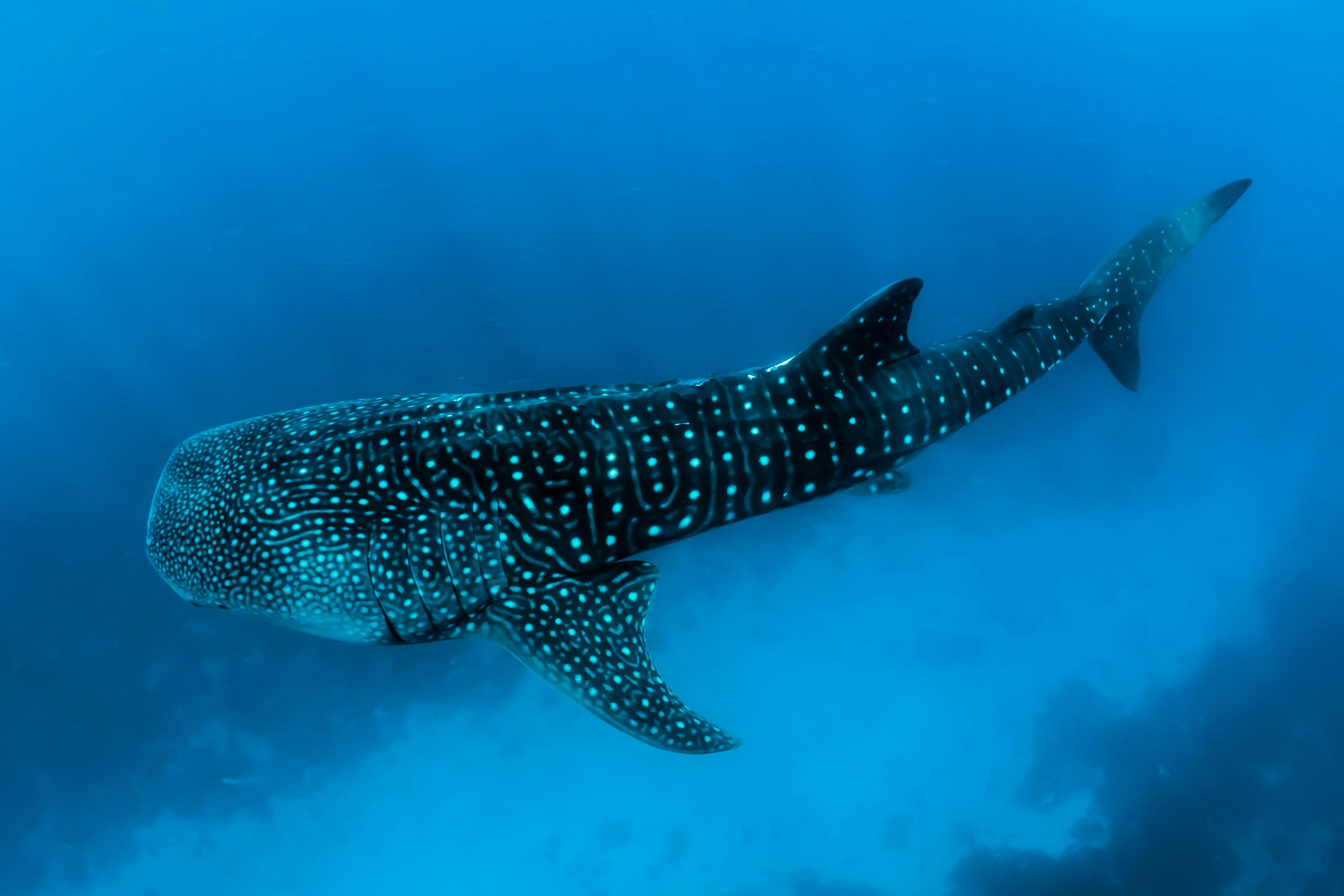 Marine_Ocean_Whale_Shark_COP