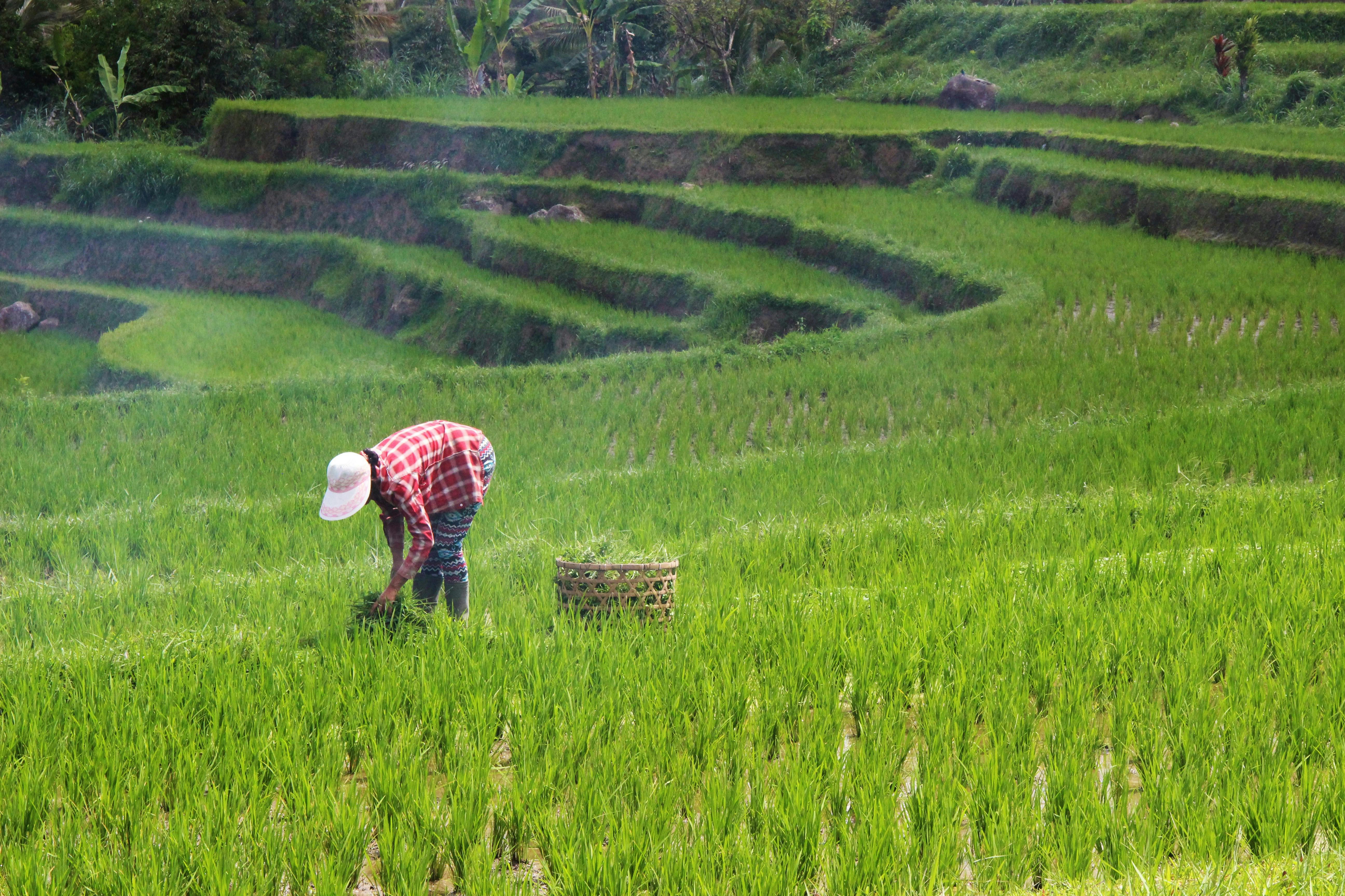 Farmer in a rice terrace in Bali, Indonesia
