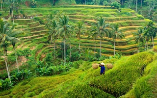 farmer Bali