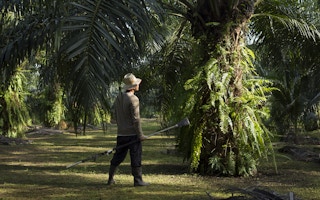 Palm oil smallholder farmer