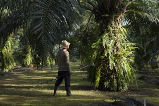 Palm oil smallholder farmer