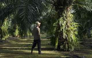 A smallholder palm oil farmer in Indonesia