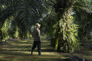 A smallholder palm oil farmer in Indonesia