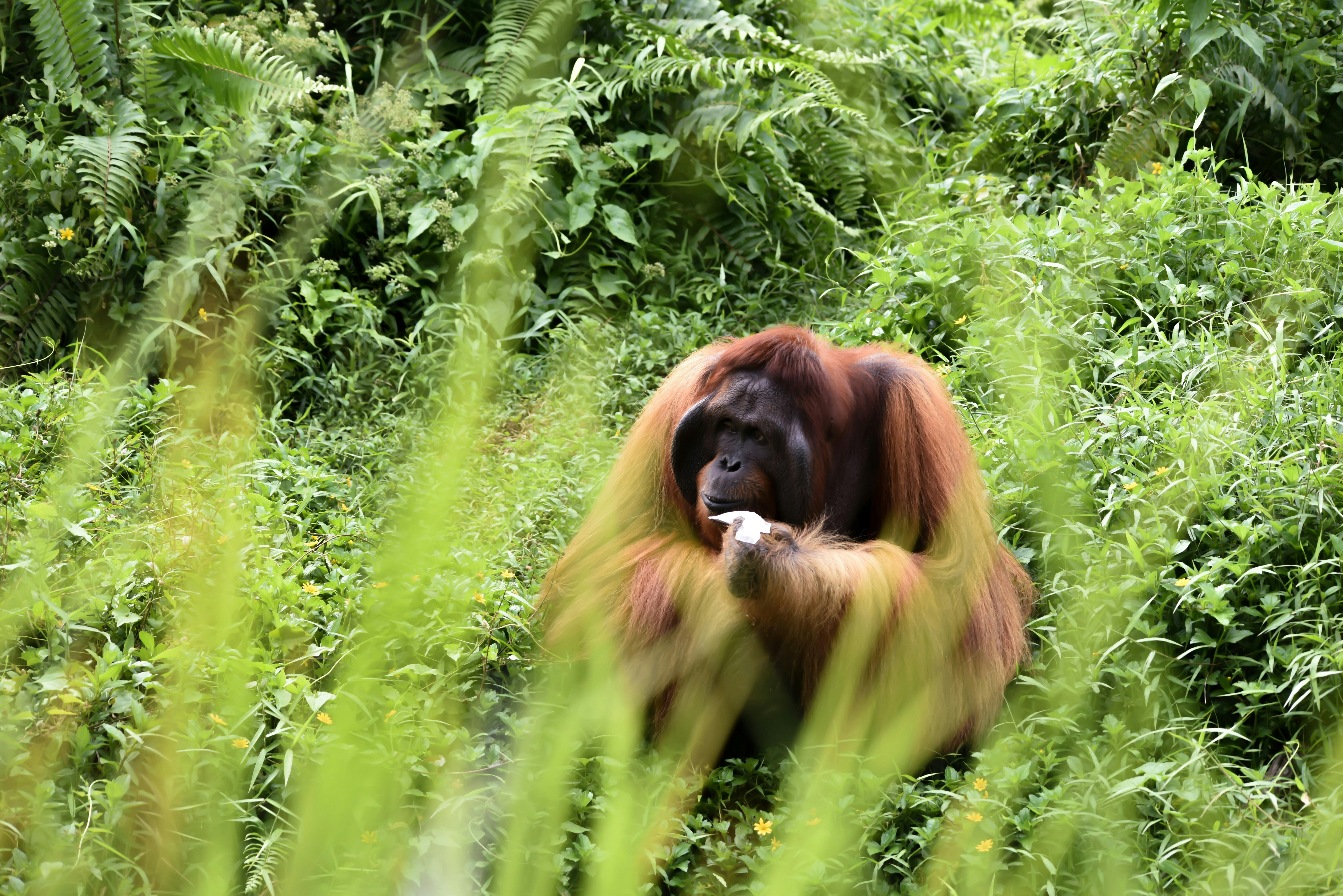 Rescuers race to protect orangutans from El Niño fires in Borneo