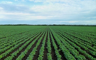 soybean field in Brazil