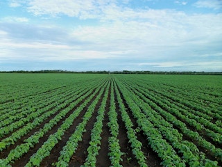 soybean field in Brazil