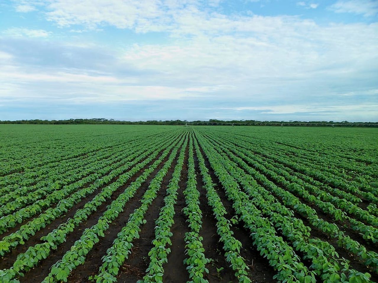 The Pandemic Must Transform Global Agriculture Opinion Eco Business Asia Pacific The Pandemic Must Transform Global Agriculture Opinion Eco Business Asia Pacific