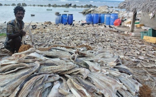 sri lanka fishers