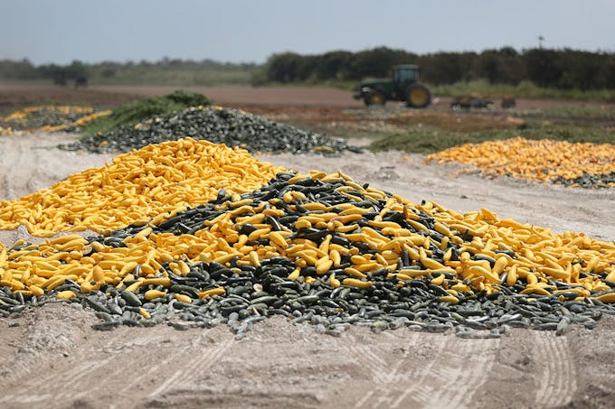 A pile of zucchini and squash is seen April 1 after it was discarded by a farmer in Florida City, Fla. |