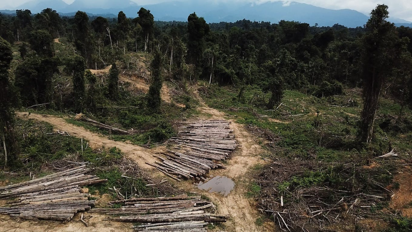 deforestation mulu