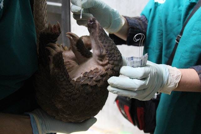 Pangolin under examination by a WCS team at a rescue centre in Vietnam