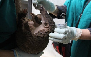 Pangolin under examination by a WCS team at a rescue centre in Vietnam