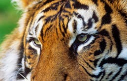 More Trains Through Indian Forest Reserve More Animals At Risk News Eco Business Asia Pacific