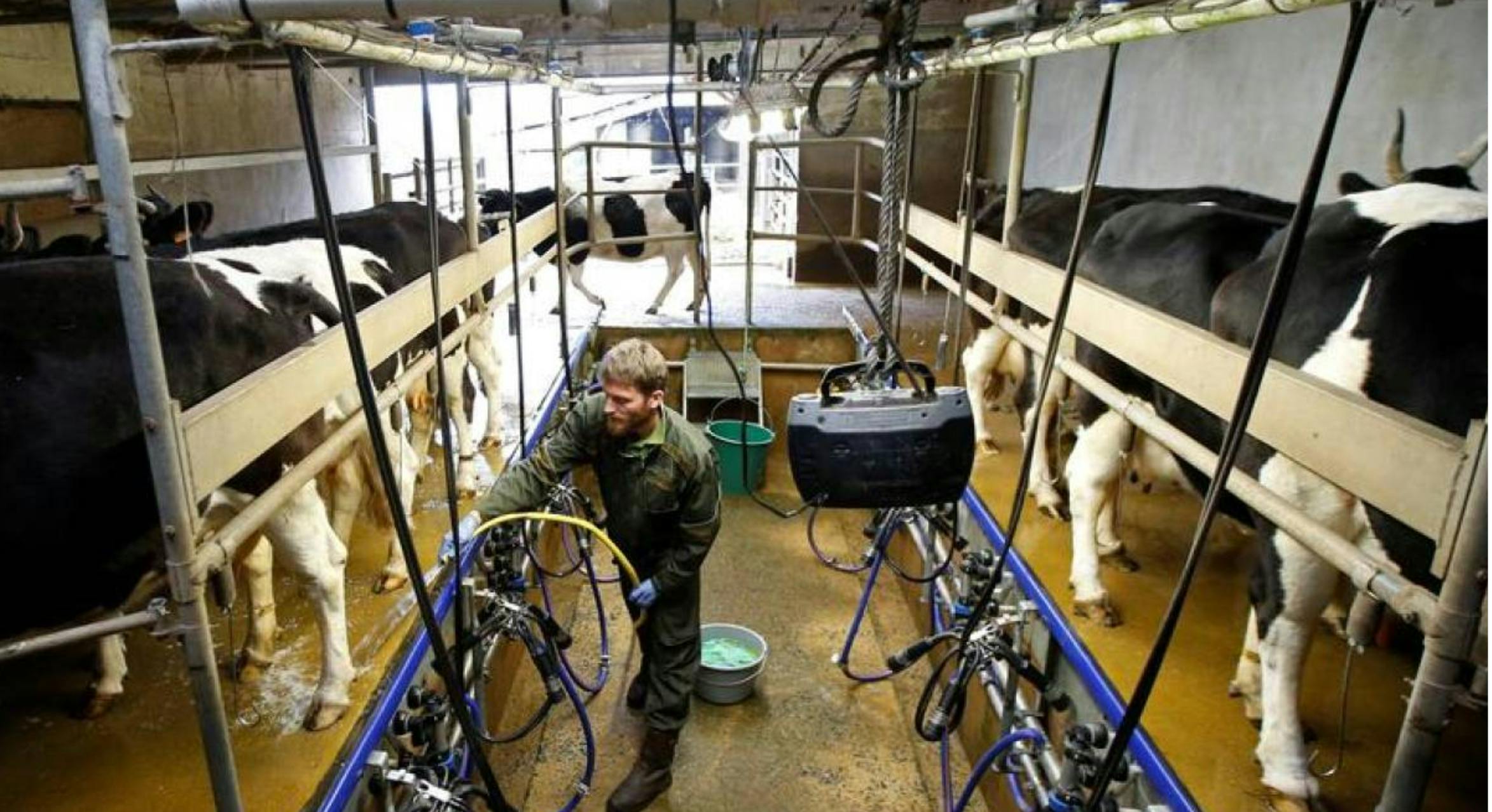 tr photo in a dairy farm