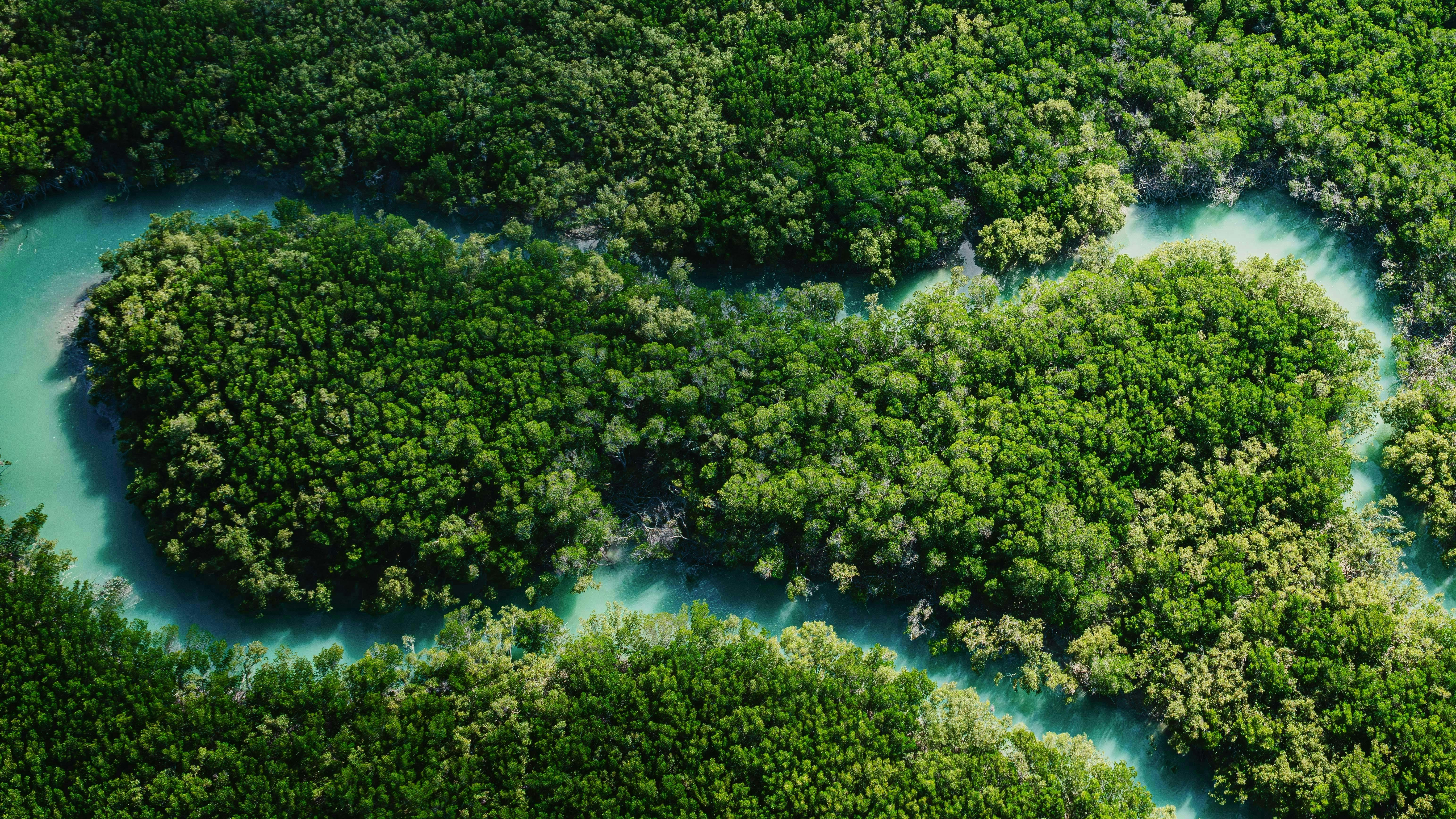 World_Mangroves_Rebound