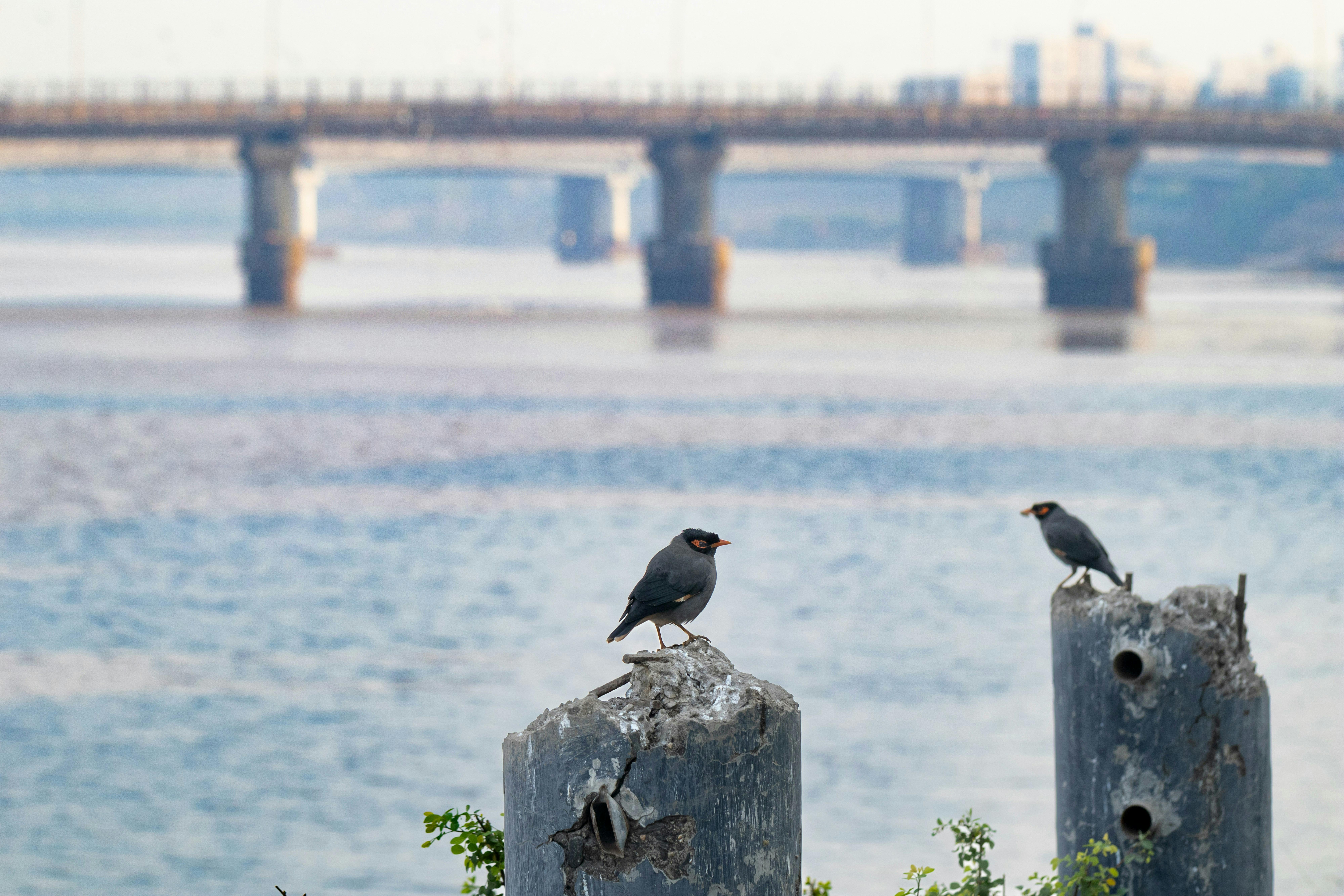 Gujarat_India_Bridge_Myna_Birds