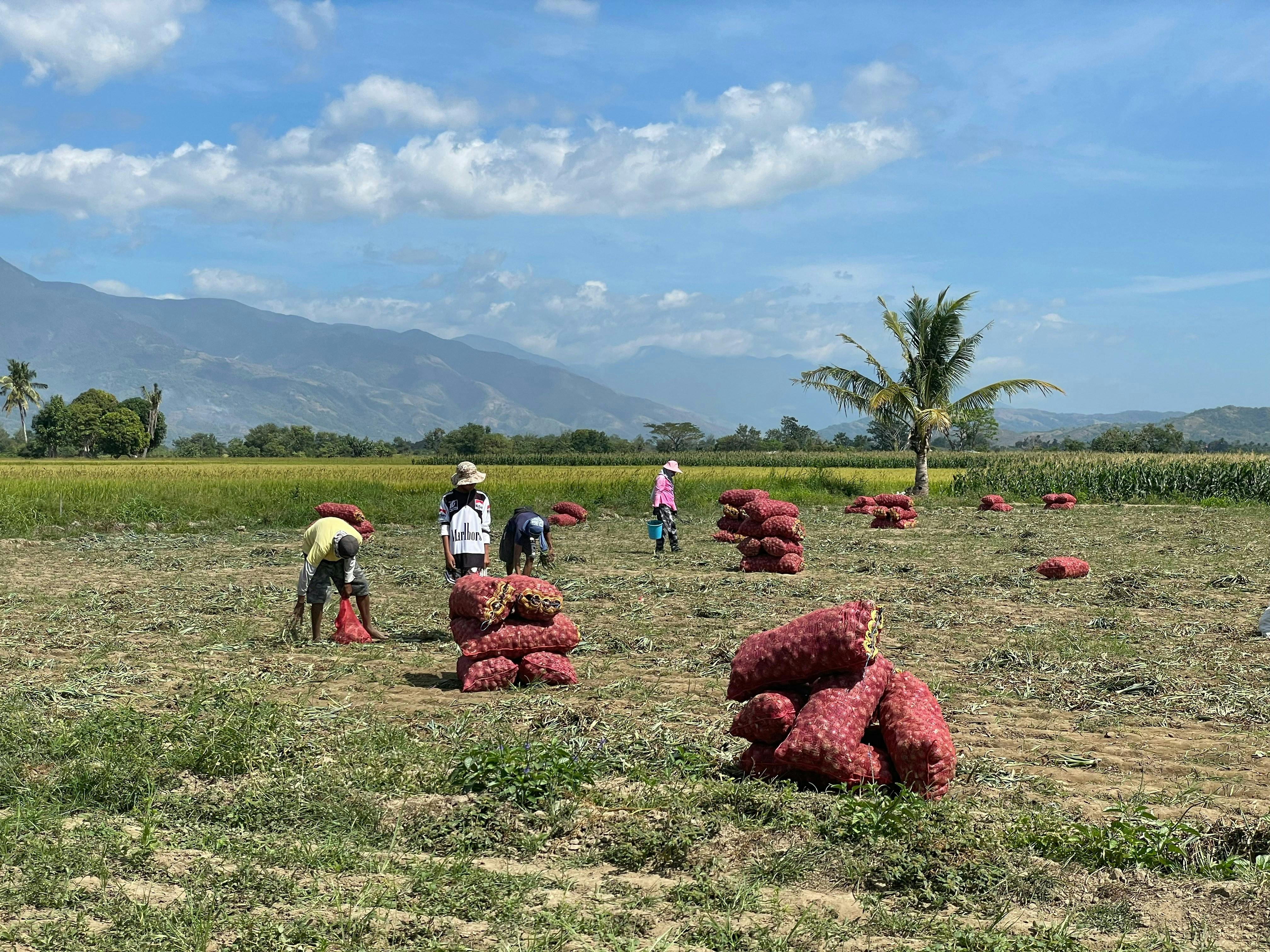 extreme heat_Farmers harvest onions