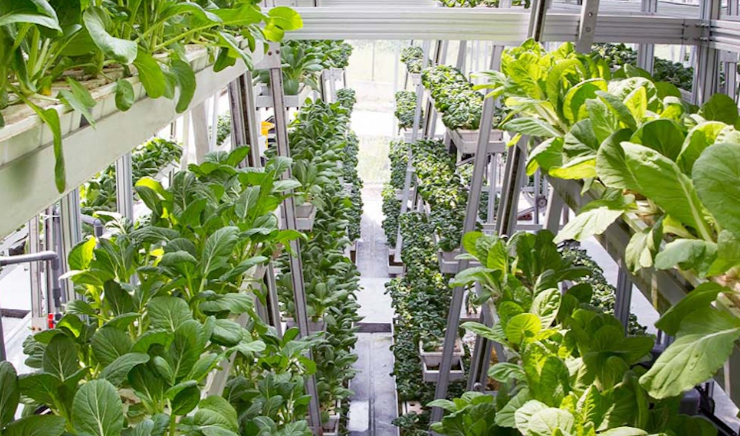 Vertical Farms Are Overserved Global Food Resilience Needs A Rebalancing Act Opinion Eco Business Asia Pacific