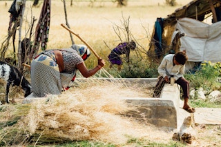 Woman threshing wheat in Bakchur, India.