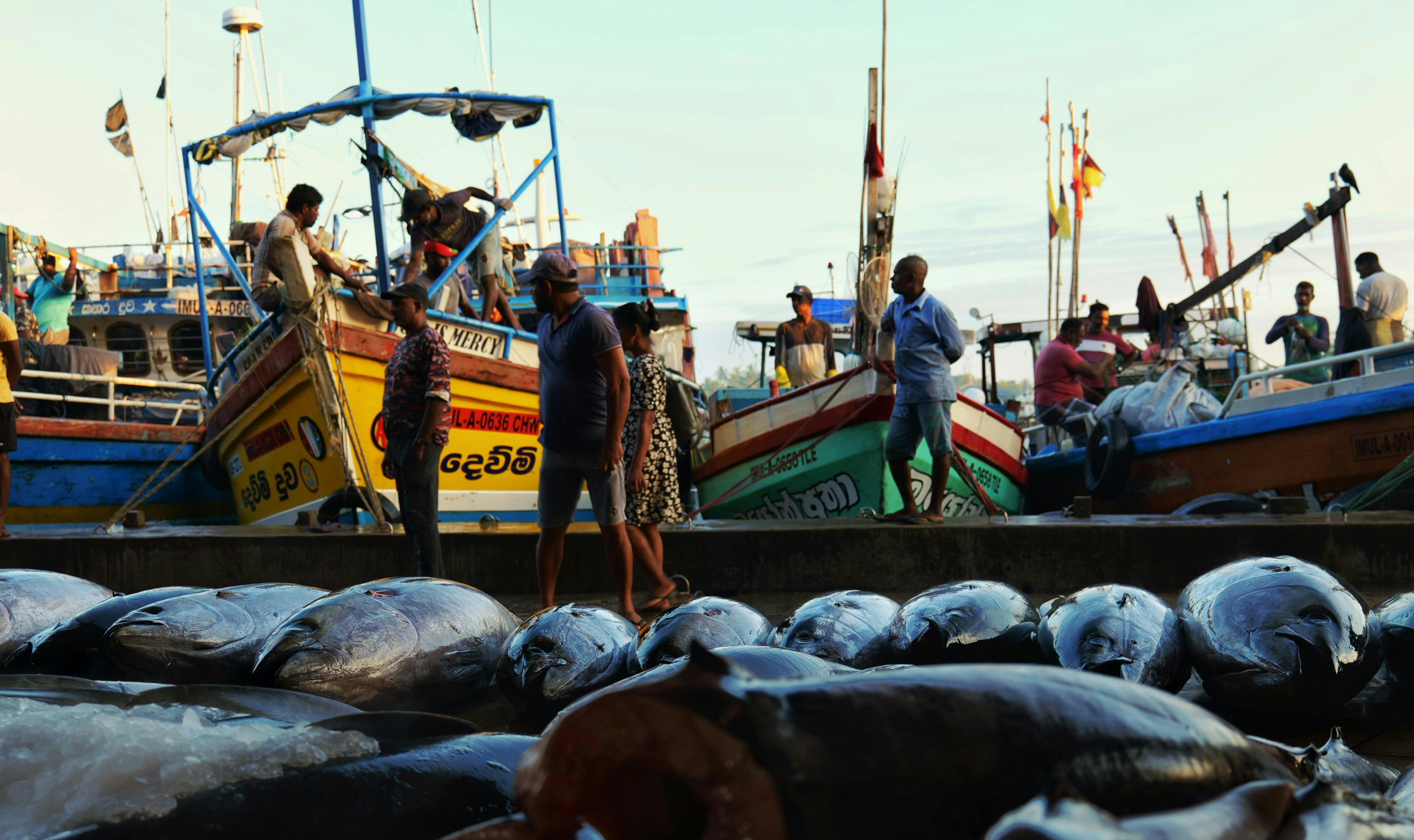 Fishing_Tuna_Boatmen