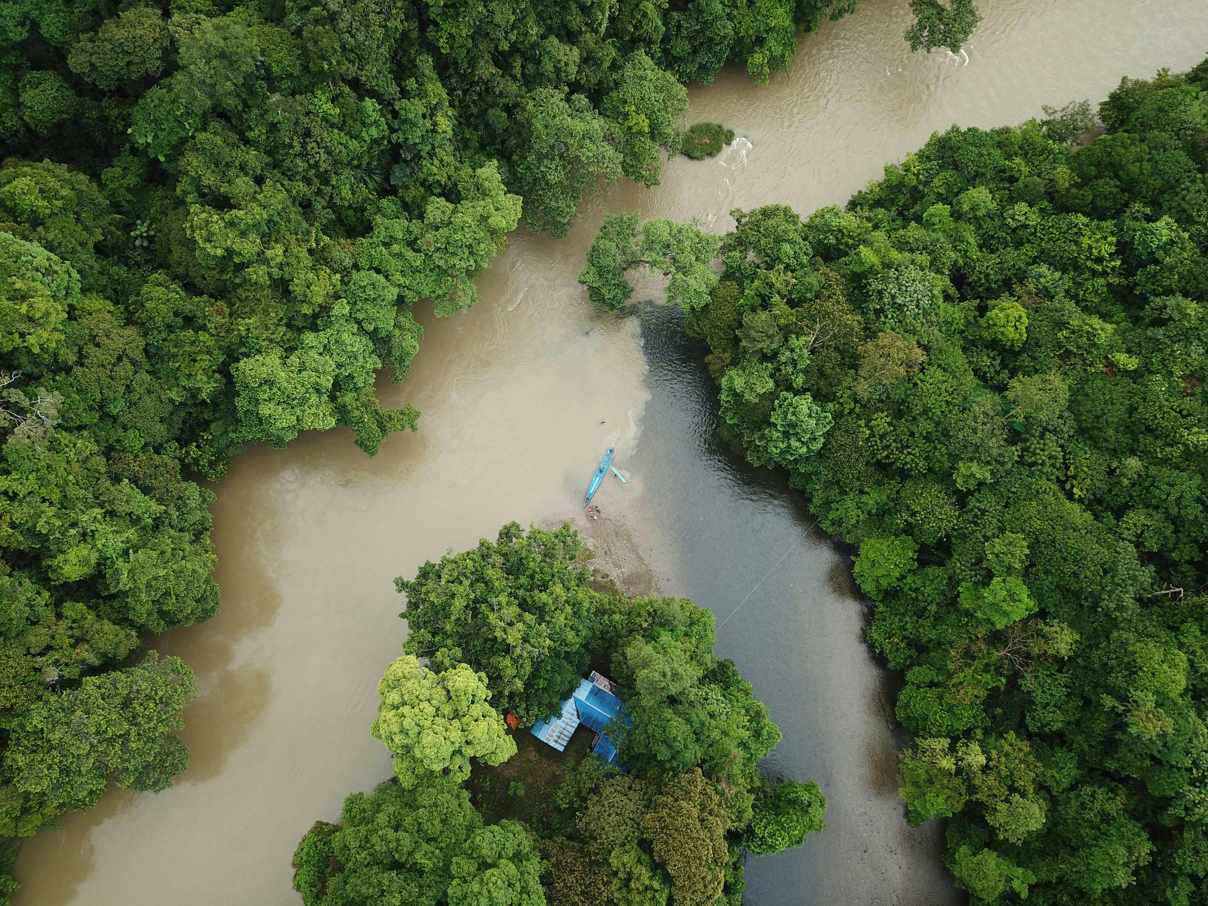 A forest in Borneo, Malaysia