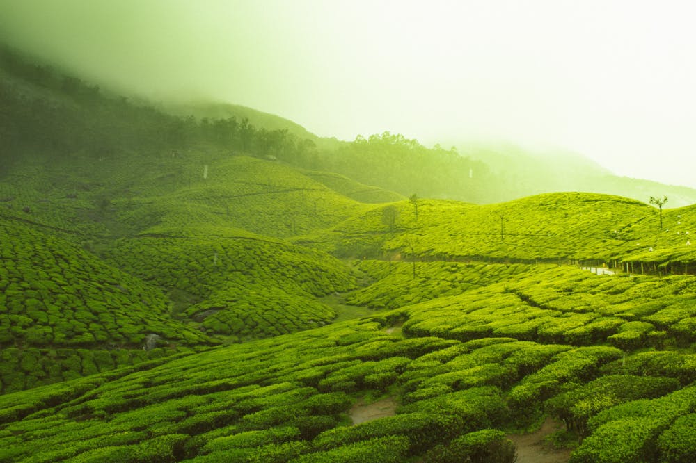 Tea Gardens, Munnar, Kerala, India