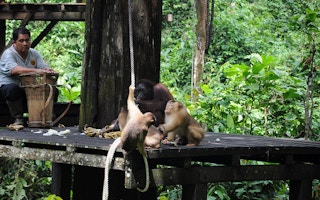 orangutan rehab center sabah malaysia