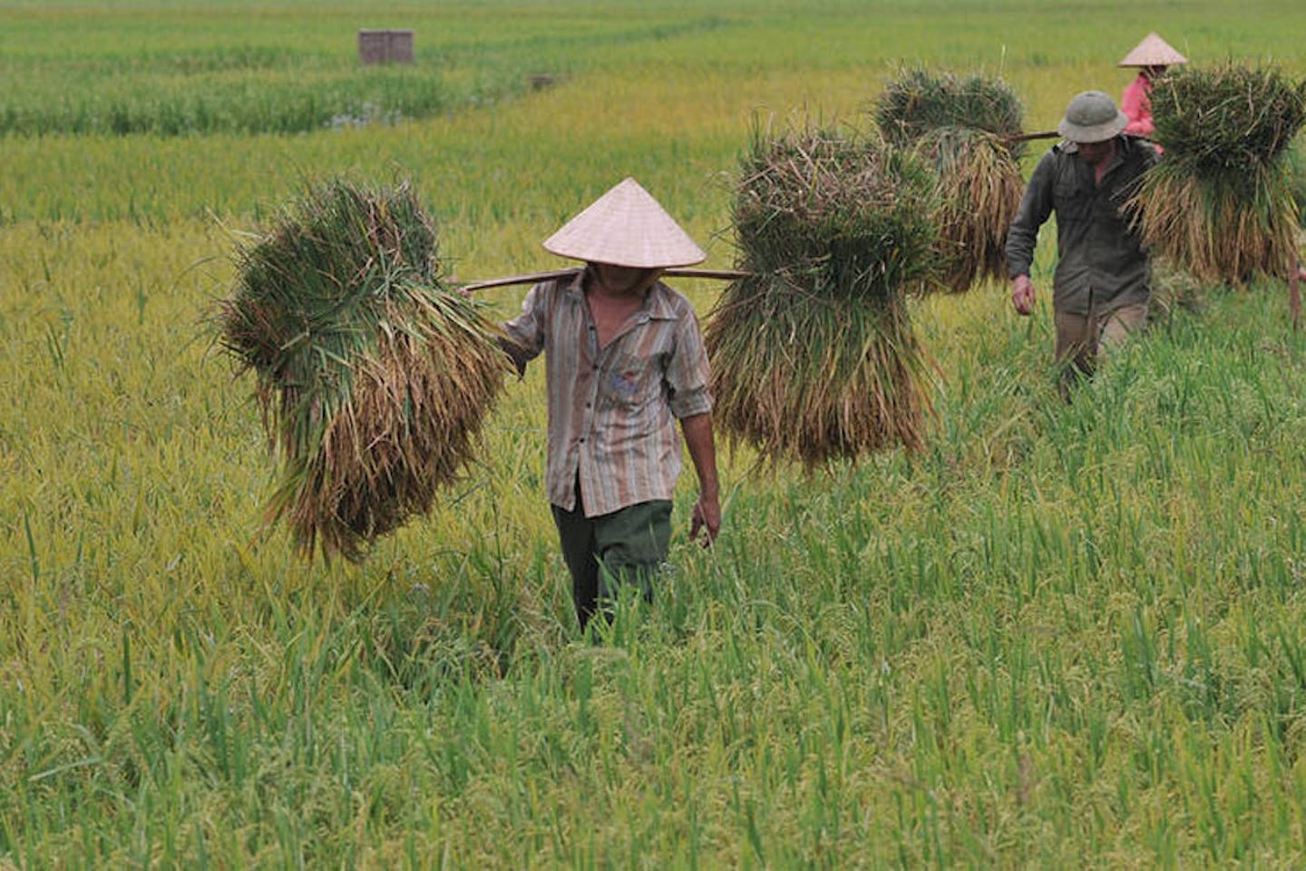 Harvesting rice in Vietnam