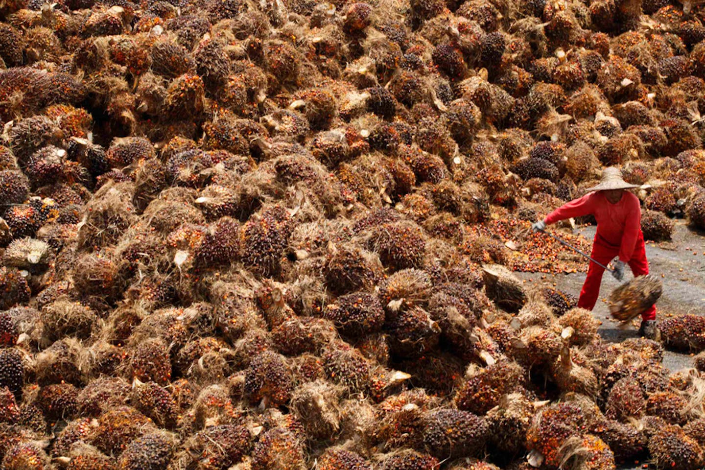 over supply palm oil