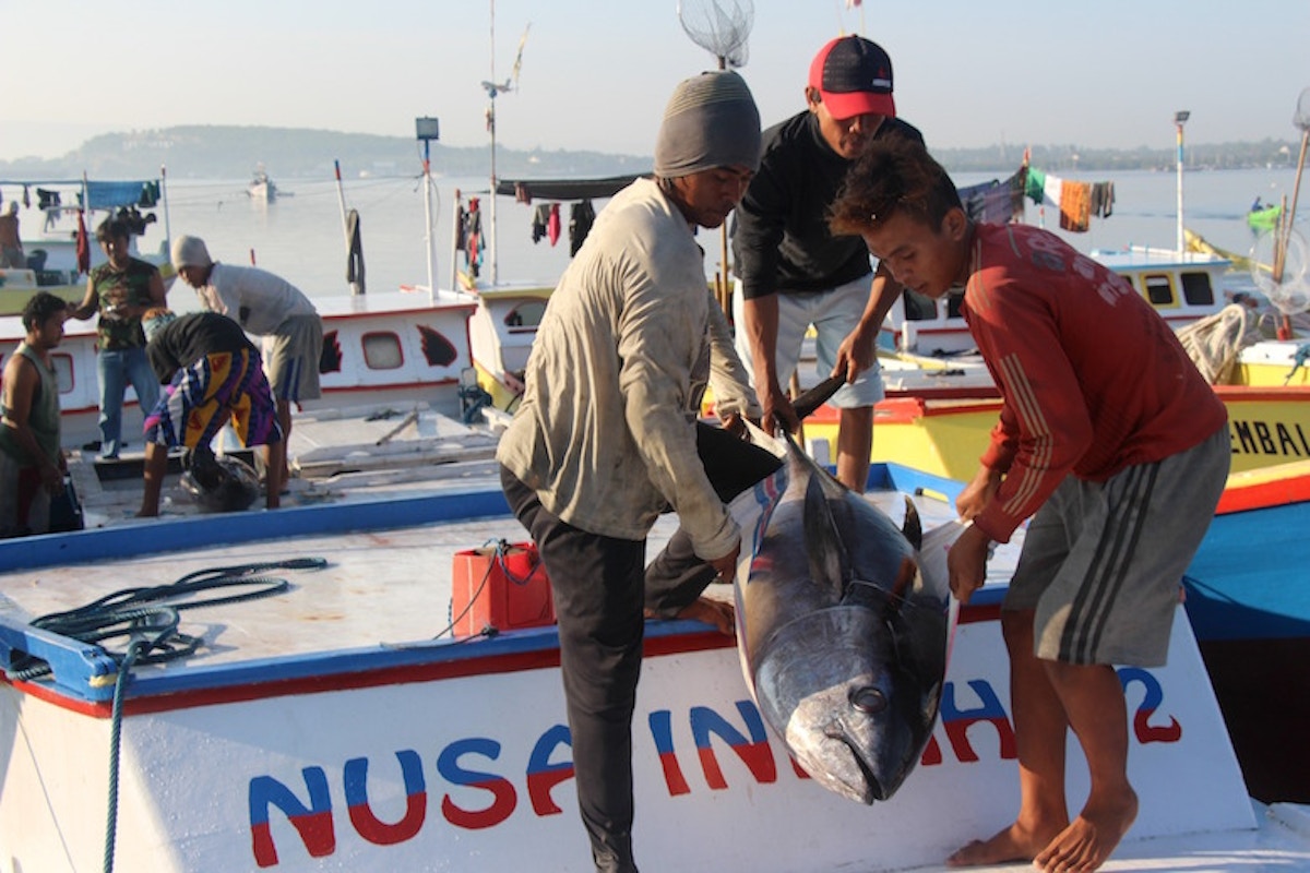 Indonesia's tuna fisheries race for sustainability News Eco