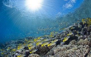 Ocean acidification and temperature rise