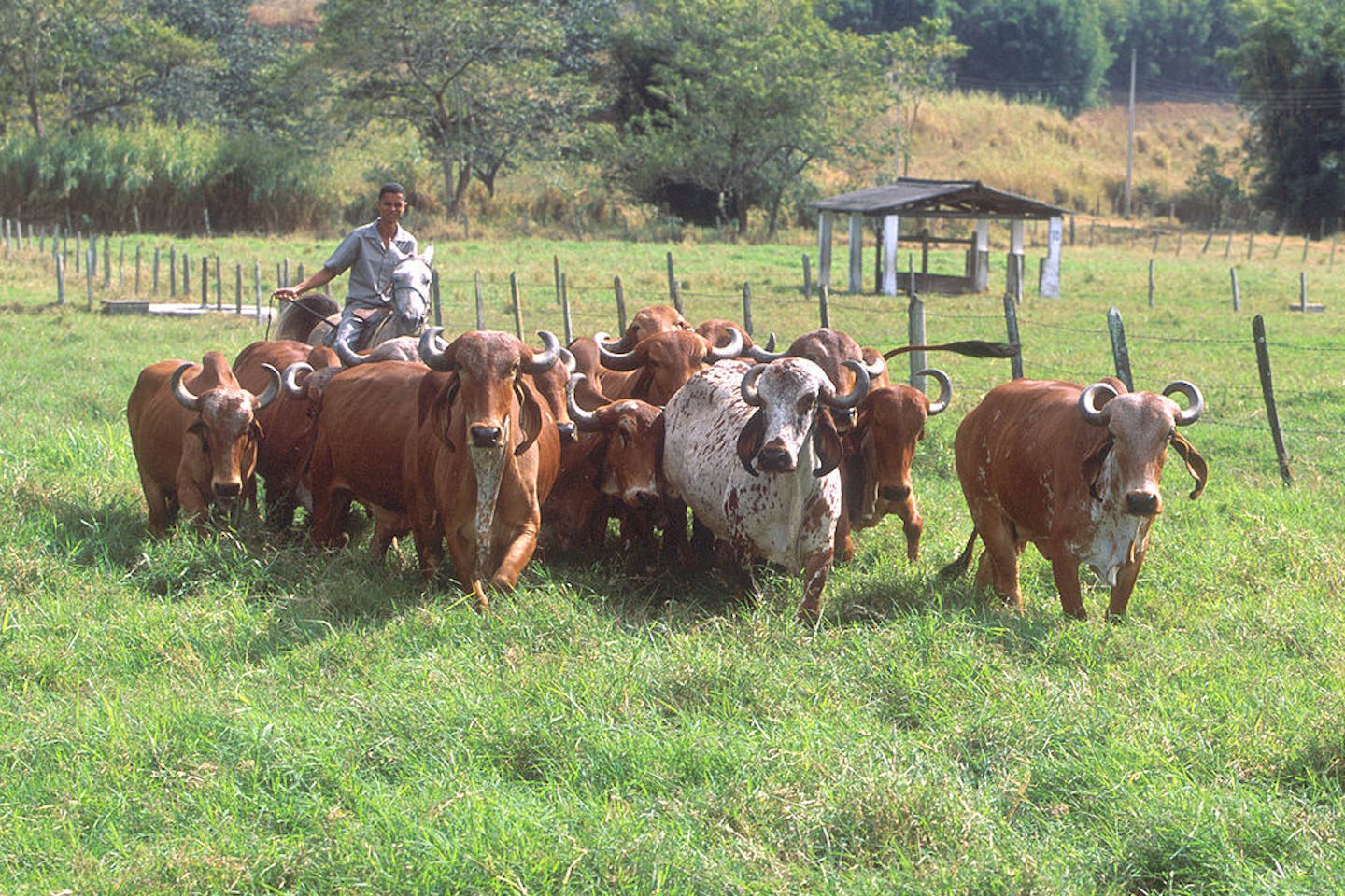 Culture Keeps Cattle Ranching Going In The Brazilian Amazon News culture-keeps-cattle-ranching-going-in-the-brazilian-amazon-news