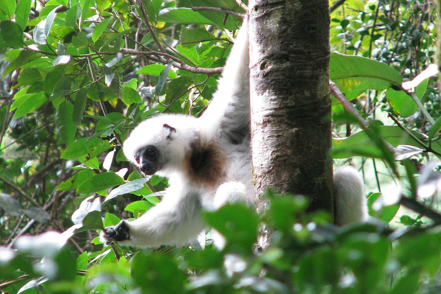 makira natural park