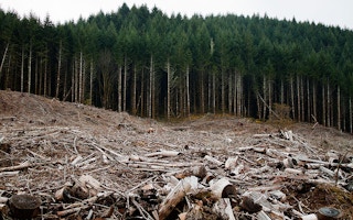 deforestation in oregon