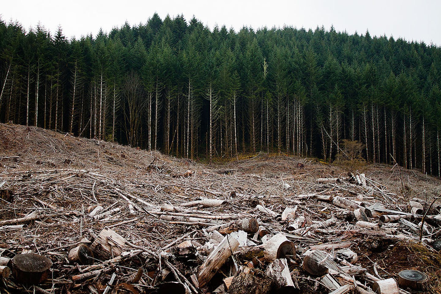 deforestation in oregon