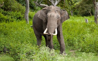 sumatran elephants