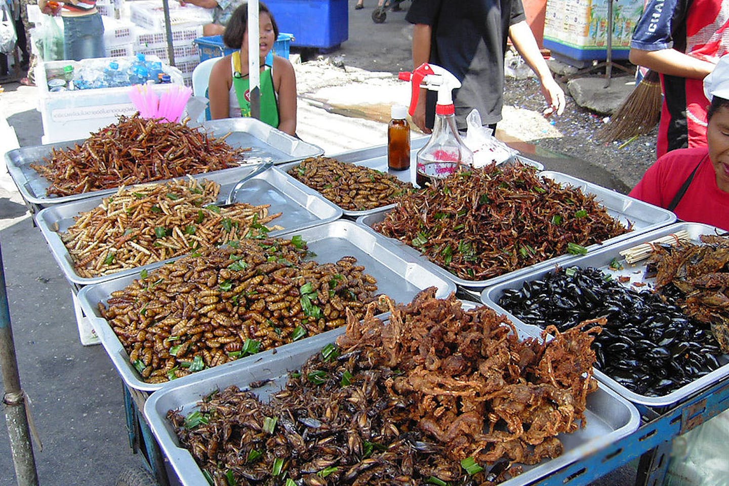 edible crickets