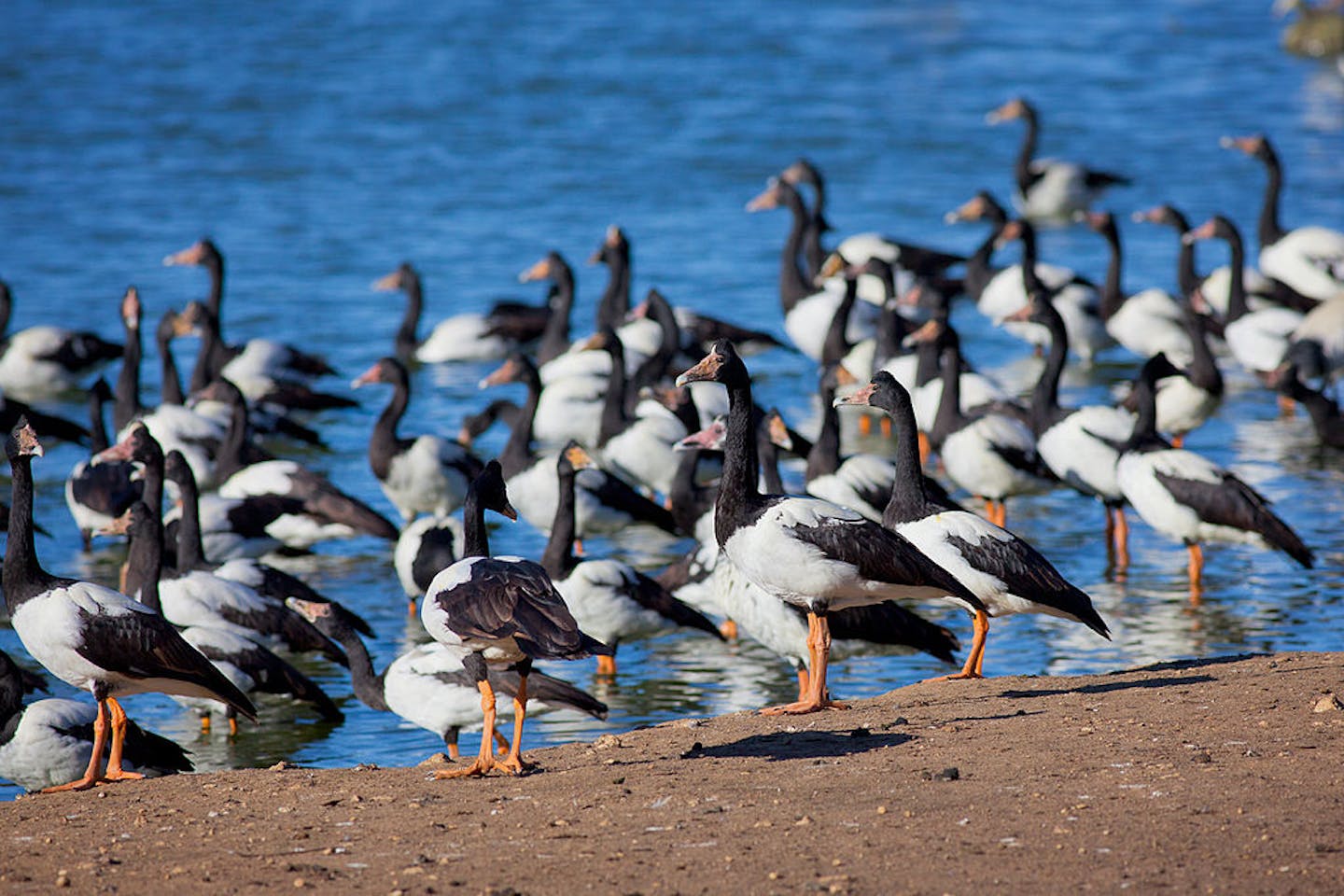 migratory birds