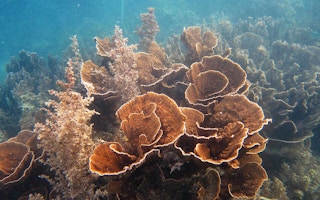 ningaloo reef