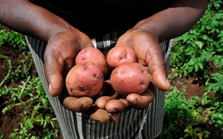 potato farmers