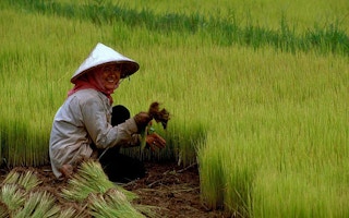 cambodian farmers2