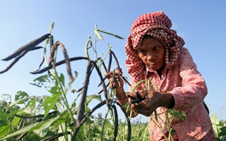 A woman harvesting mung beans in Cambodia