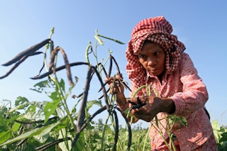 A woman harvesting mung beans in Cambodia