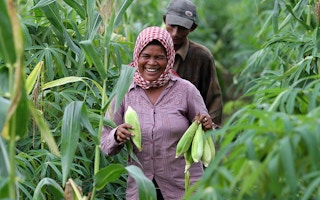 Cambodian corn farmers