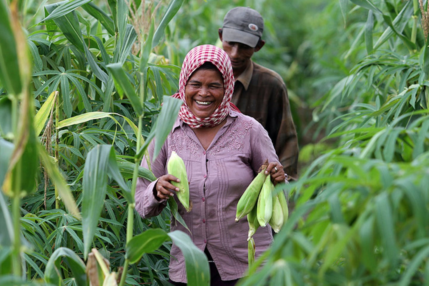 Cambodian corn farmers