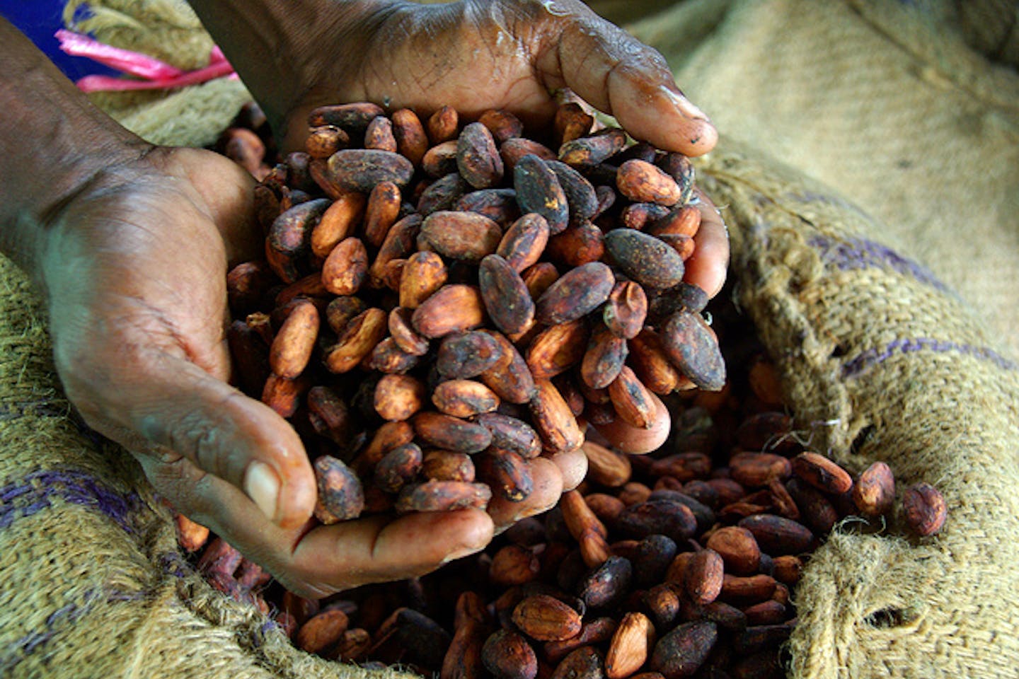 dried cocoa beans