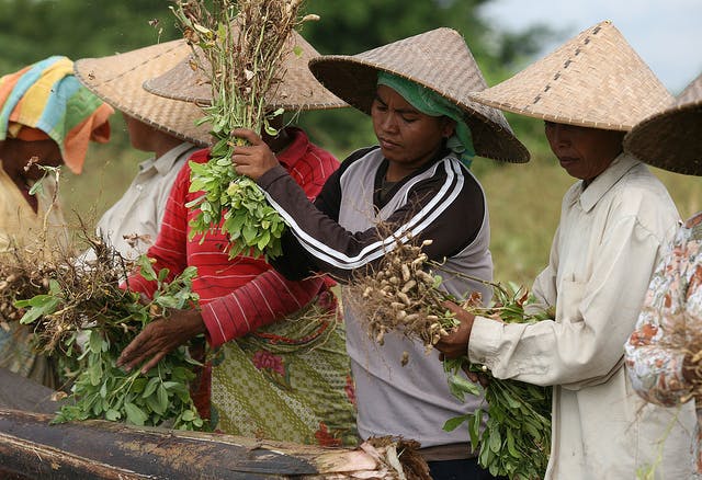 Lombok peanut farmers
