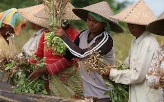 Lombok peanut farmers